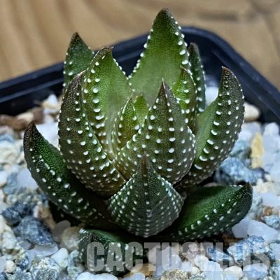 SH36105 Haworthia coarctata