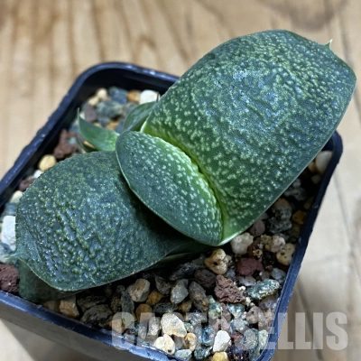 SH36106 Gasteria armstrongii ‘Fernwood’
