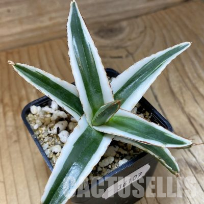 SH36107 Agave victoriae-reginae 'White Rhino'