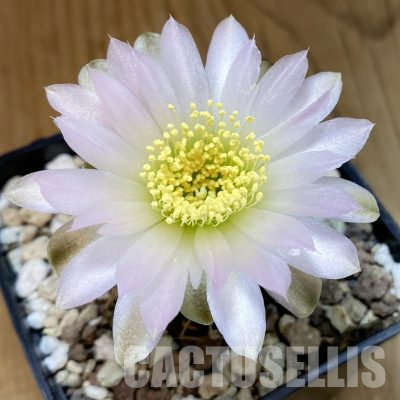 SH36191 Gymnocalycium uruguayense v. roseiflorum