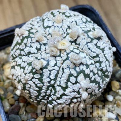 SH36198 Astrophytum asterias ‘Super Kabuto’ 5-ribs