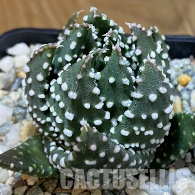 SH36199 Haworthia pumila, compact form