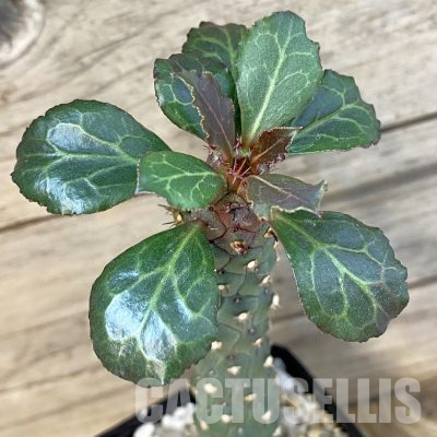 SH36201 Monadenium ritchiei v. marsabitense