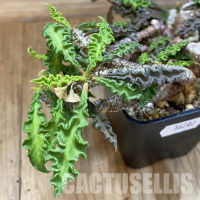 SH36202 Euphorbia decaryi v. spirosticha