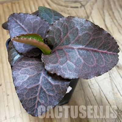 SH36204 Euphorbia francoisii hybrid