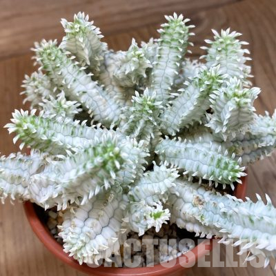 SH36205 Euphorbia mammillaris f. variegata