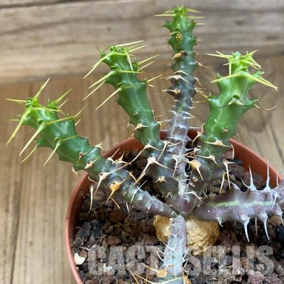 SH36206 Euphorbia micracantha