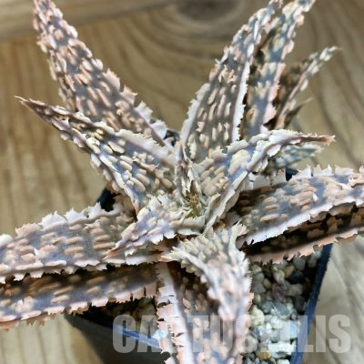 SH36208 Aloe TCT hybrid