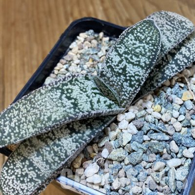 SH36167 Gasteria baylissiana x verrucosa
