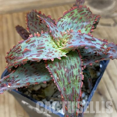 SH36209 Aloe TCT hybrid