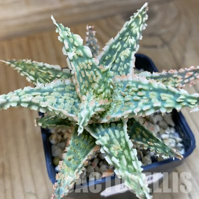 SH36210 Aloe TCT hybrid