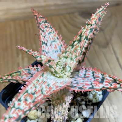 SH36211 Aloe TCT hybrid