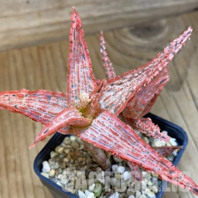 SH36212 Aloe TCT hybrid