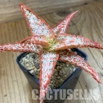 SH36214 Aloe TCT hybrid