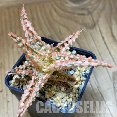 SH36215 Aloe TCT hybrid