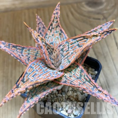 SH36216 Aloe TCT hybrid