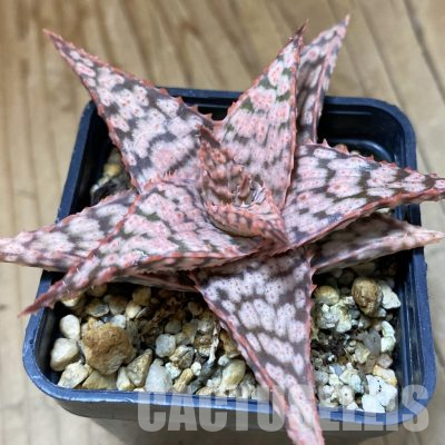 SH36217 Aloe TCT hybrid
