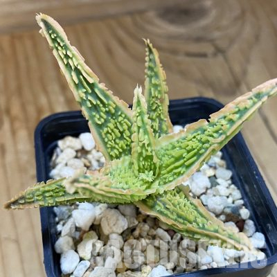 SH36218 Aloe TCT hybrid