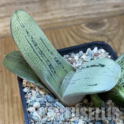 SH36168 Gasteria 'Little Warty' hybrid