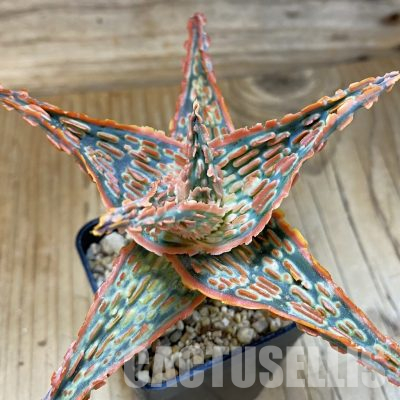 SH36219 Aloe TCT hybrid