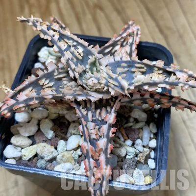 SH36220 Aloe TCT hybrid