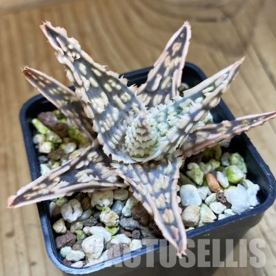 SH36221 Aloe TCT hybrid