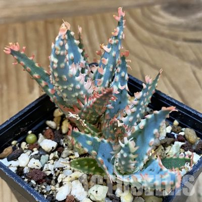 SH36222 Aloe TCT hybrid