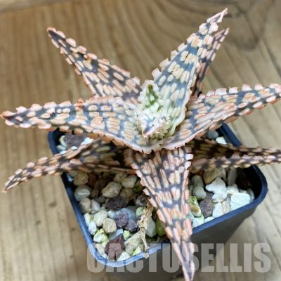 SH36223 Aloe TCT hybrid