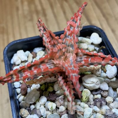 SH36224 Aloe TCT hybrid