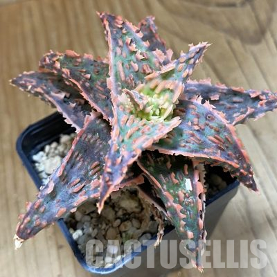 SH36225 Aloe TCT hybrid