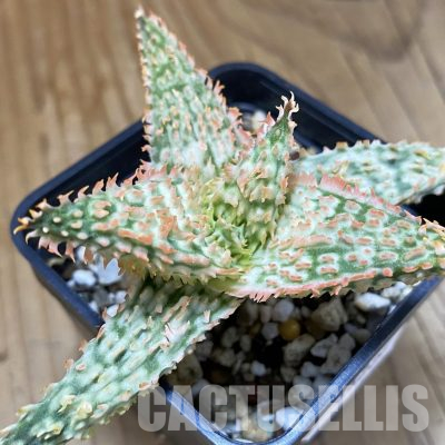 SH36226 Aloe TCT hybrid