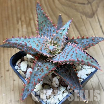 SH36227 Aloe TCT hybrid