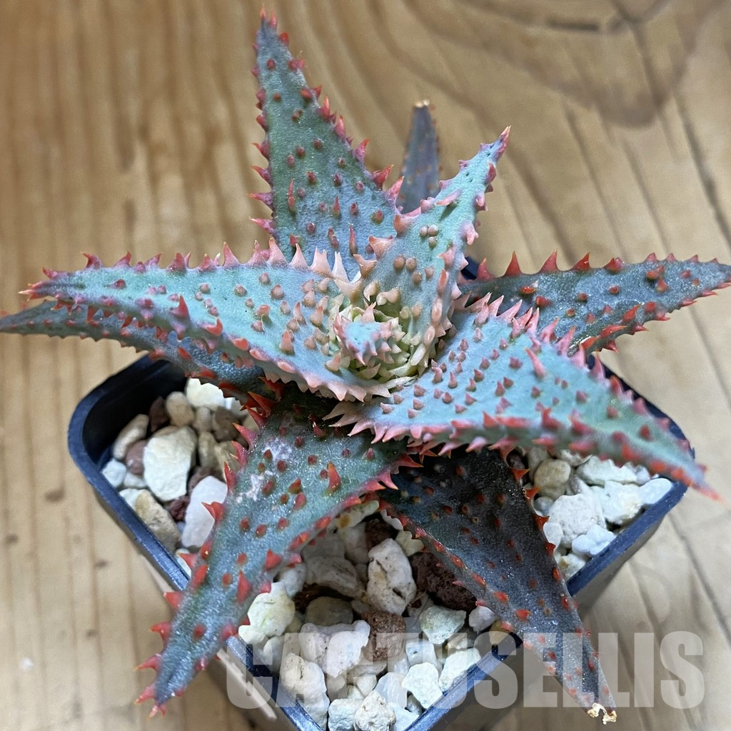 SH36227 Aloe TCT hybrid