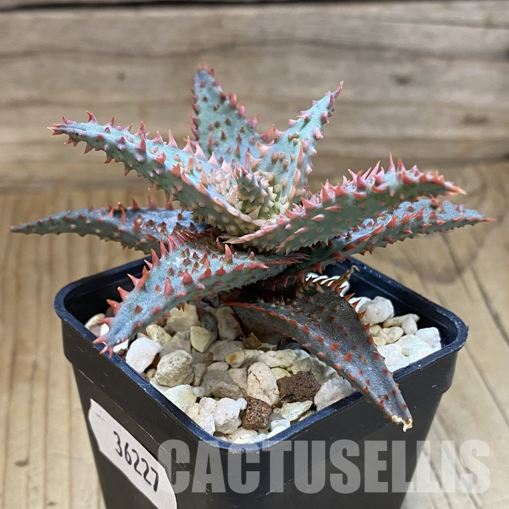 SH36227 Aloe TCT hybrid - Image 2