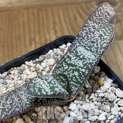 SH36169 Gasteria baylissiana x verrucosa