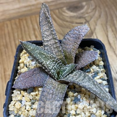 SH36170 Gasteria ellaphieae, seedling
