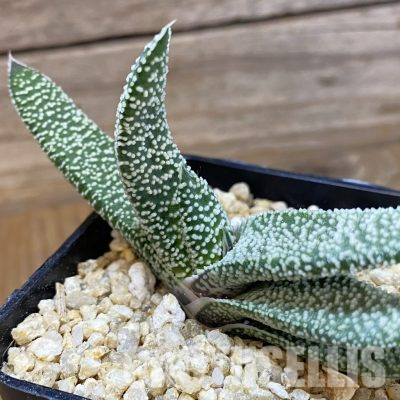 SH36171 Gasteria verrucosa