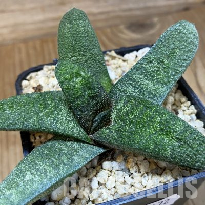 SH36172 Gasteria batesiana, compact form
