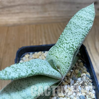 SH36173 Gasteria glauca