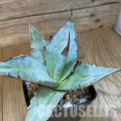 SH36174 Agave titanota ‘Blue Alabaster’