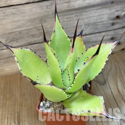 SH36175 Agave chiapensis
