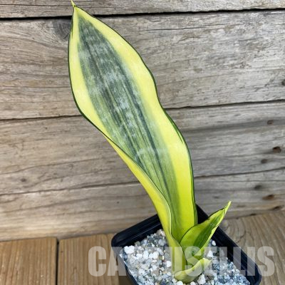SH36164 Sansevieria 'Moonshine Splash'