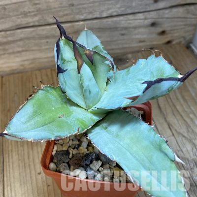 SH36176 Agave titanota ‘Black and Blue’