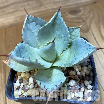 SH36177 Agave potatorum