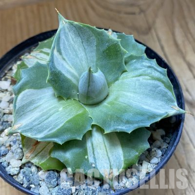 SH36178 Agave isthmensis -Ohi Raijin-