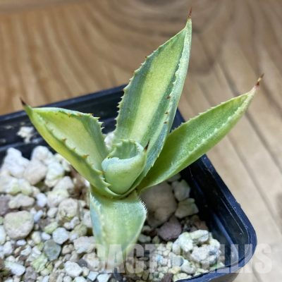 SH36180 Agave potatorum f. variegata