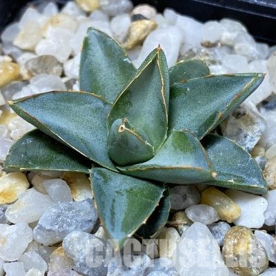 SH36181 Agave filifera x victoriae-reginae compact