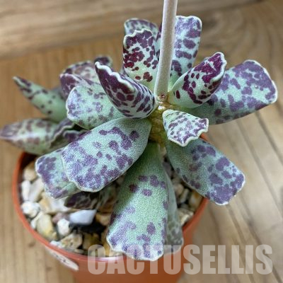 SH36182 Adromischus cooperi