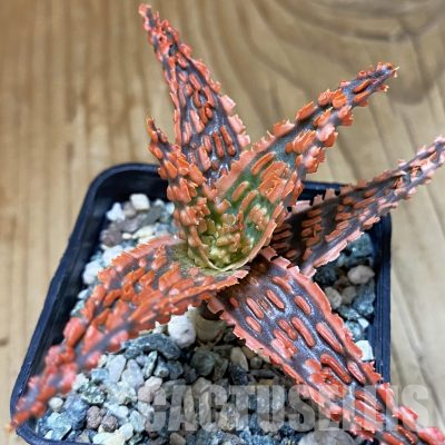 SH36183 Aloe TCT hybrid
