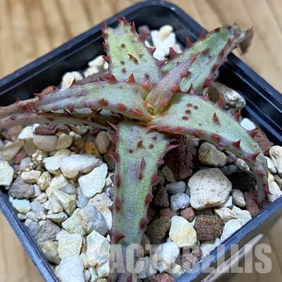 SH36184 Aloe castilloniae hybrid